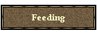 Feeding