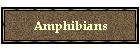 Amphibians