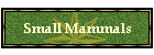 Small Mammals