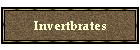 Invertbrates