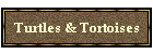 Turtles & Tortoises